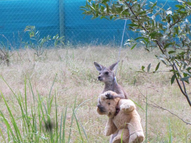 Baby Kangaroo