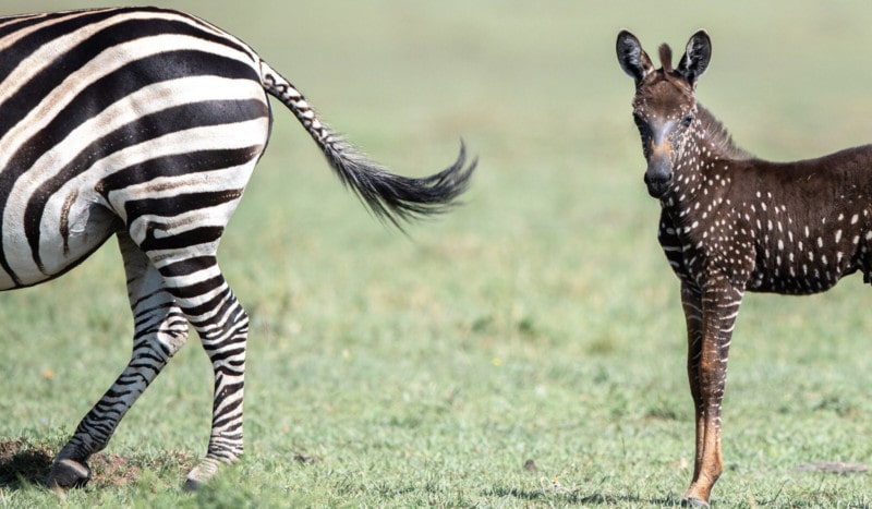 Tira Unique Polka Dotted Baby Zebra was Born Instead of Stripes on His Body