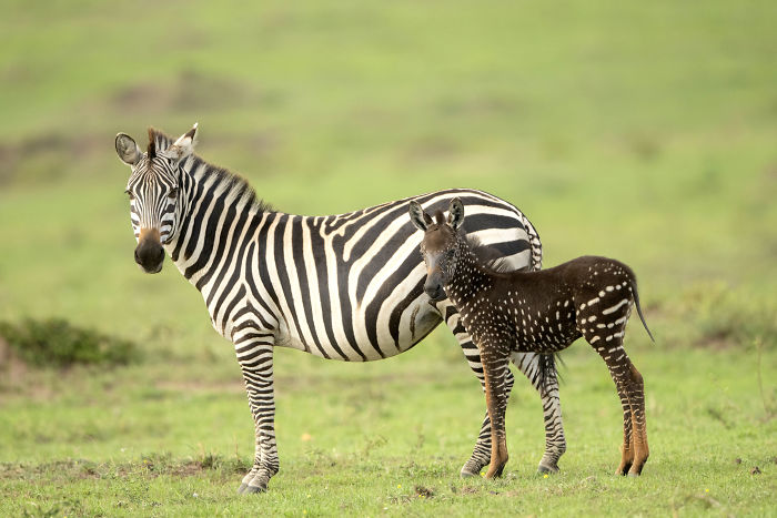 Tira Unique Polka Dotted Baby Zebra was Born Instead of Stripes on His Body