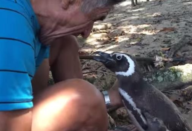 Rescued Penguin swims 5,000 miles every year for reunion with man who saved his life