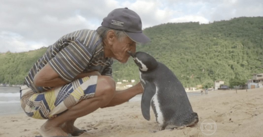 Penguin swims 5,000 miles every year for reunion with man who saved his life