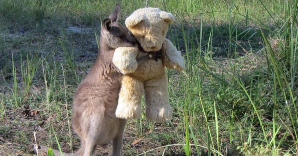 Orphaned Baby Kangaroo 