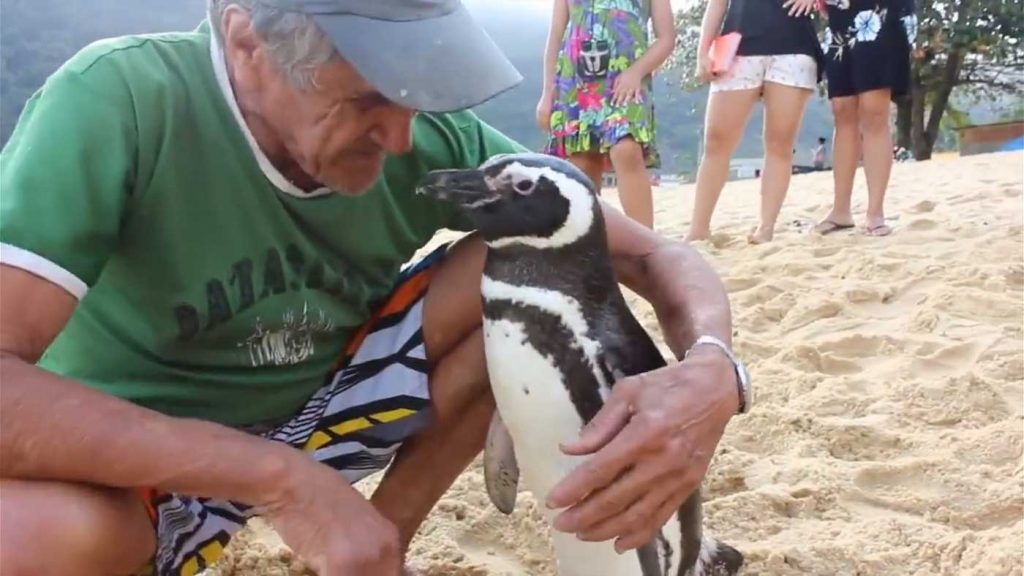 Penguin swims 5,000 miles every year for reunion with man who saved his life