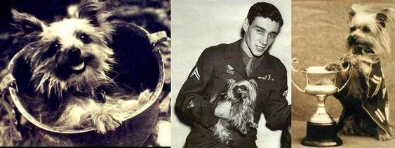Smoky Yorkshire Terrier: The Dog Who Save Thousand of American Soldiers in WWII