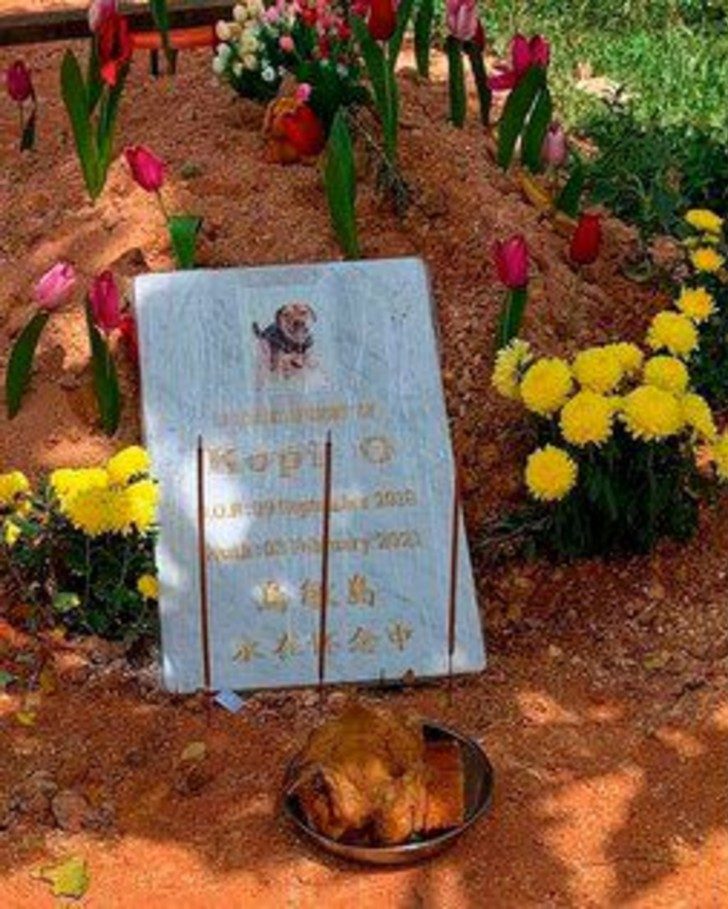 The Dog Refuses To Leave His Younger Brother's Grave