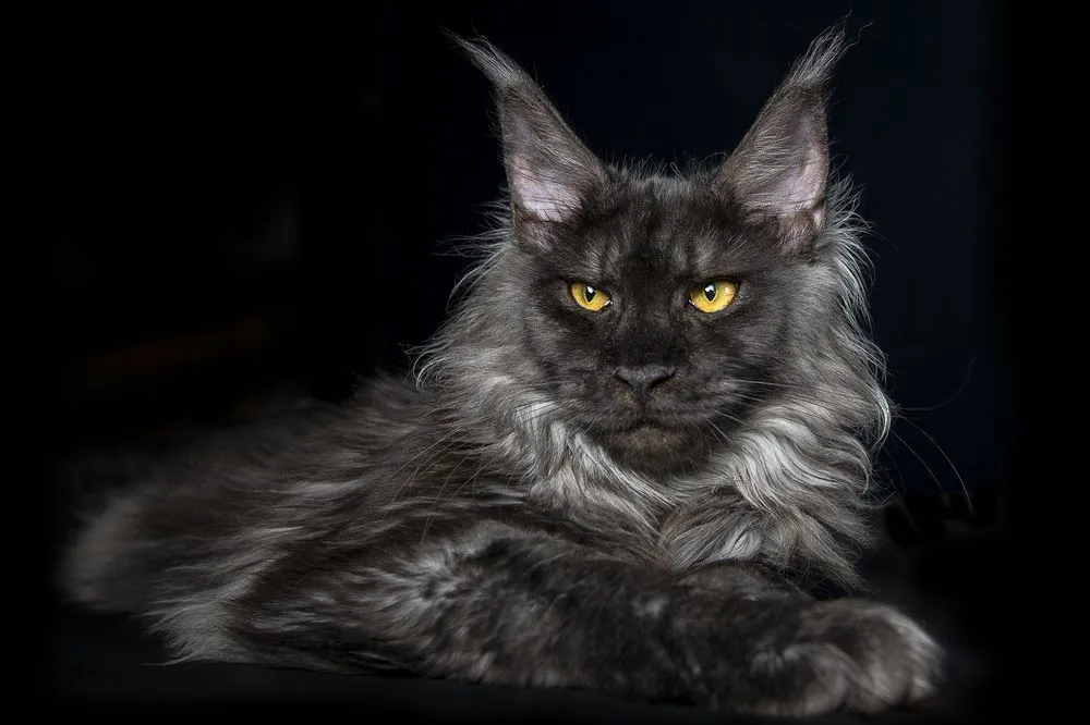 Look No Further than the Black Maine Coon Cat as Your Pet