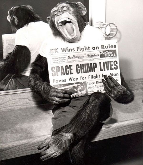 Ham the space chimp hams it up for the camera soon after his successful space mission 1961