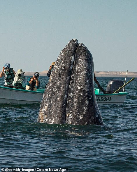 Whale Watchers Surprised by a Huge Humpback
