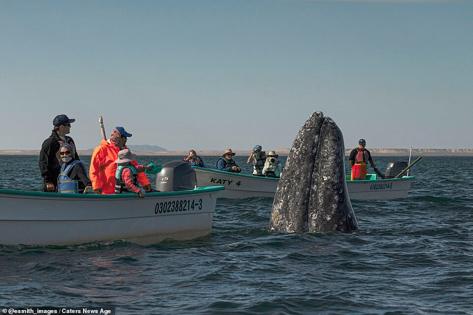 Whale Watchers Surprised by a Huge Humpback