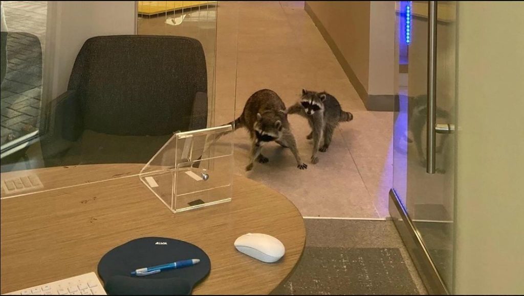 Raccoons Break into Bank in California 