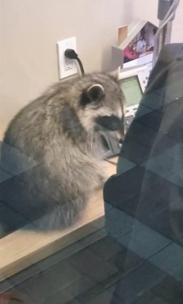 Raccoons Break into Bank in California 