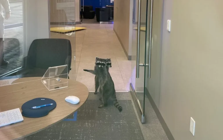 Raccoons Break into Bank in California