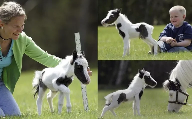 Einstein Horse: The Smallest Horse in the World