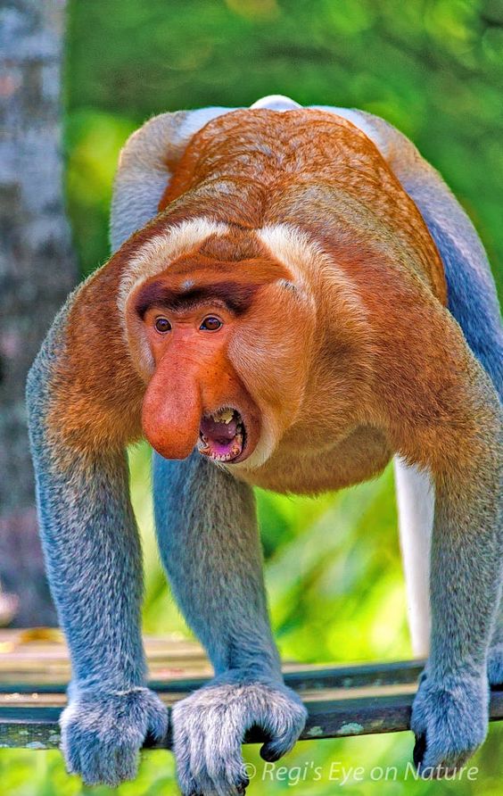 Meet the Odd-Nosed Proboscis Monkey