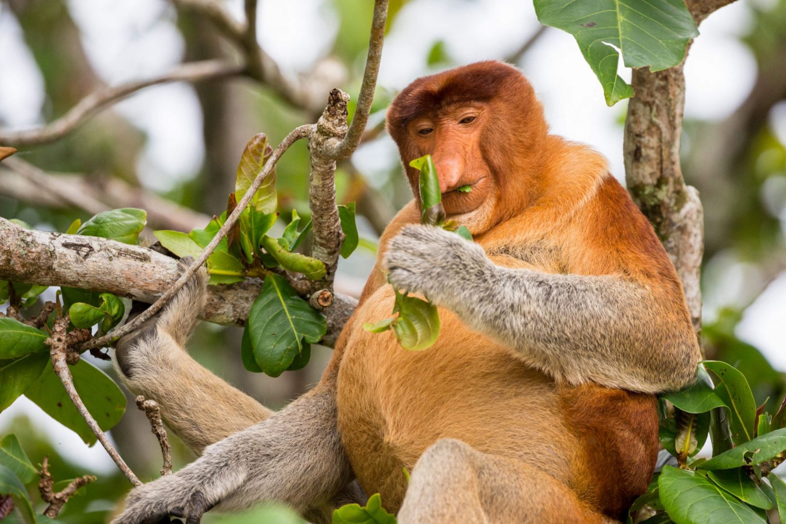 Amazing Odd-Nosed Proboscis Monkey