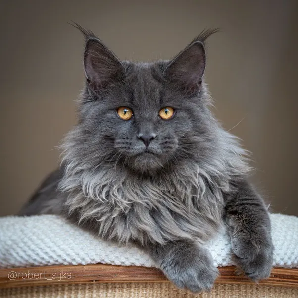 Look No Further than the Black Maine Coon Cat as Your Pet