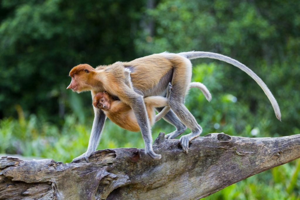 Meet the Odd-Nosed Proboscis Monkey
