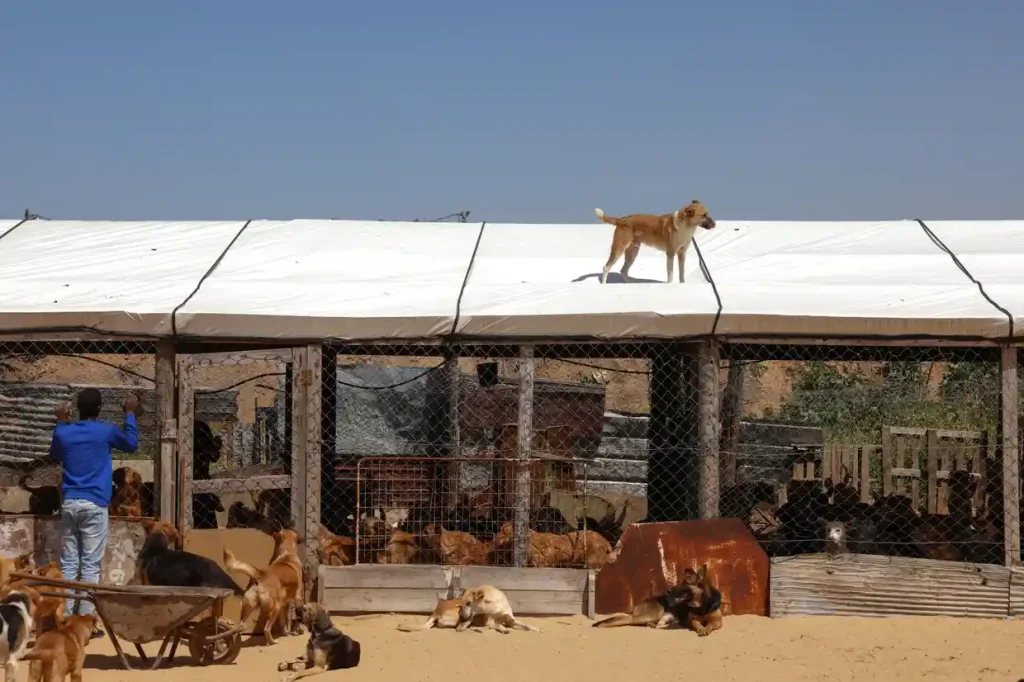 One man's mission to provide care for abandoned animals in Gaza