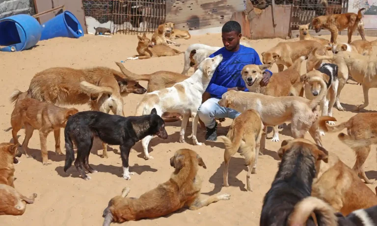 Man provide care for abandoned animals in Gaza