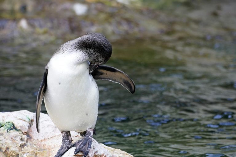 Because penguins change slowly, they are at risk from climate change.