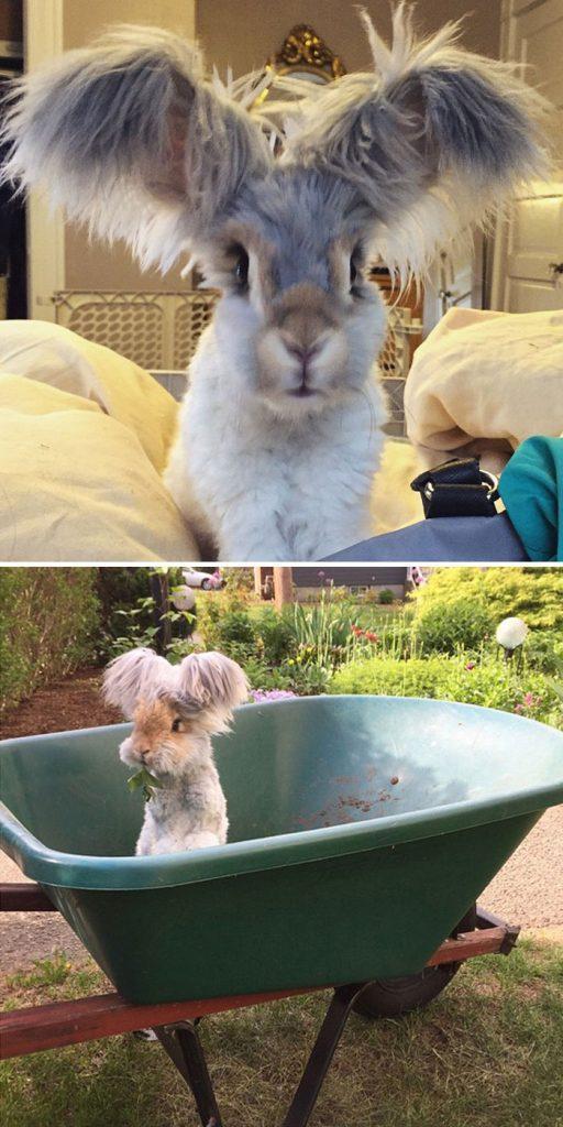 Adorable Photos of Bunny Moments That Are Too Cute to Handle