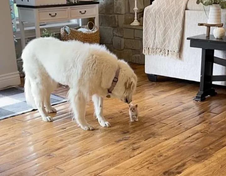 Kitten Hug Every Cat and Dog She Meets