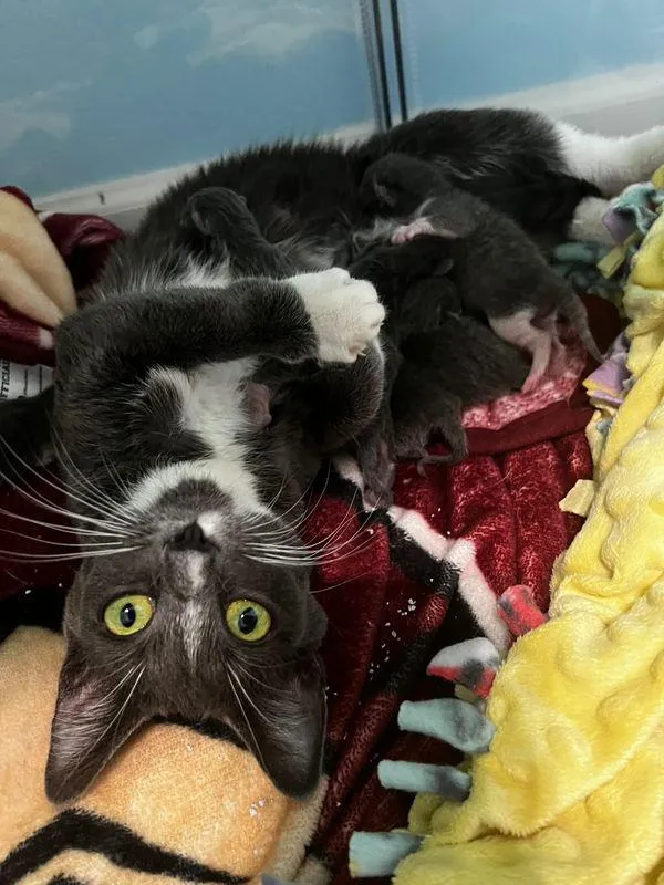 A Cat Finds a Roof Over Her Kittens Heads and Stay on Door Steps