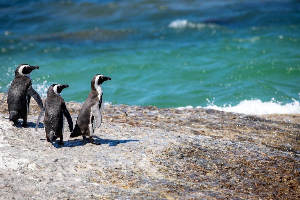 penguins are risked with climate