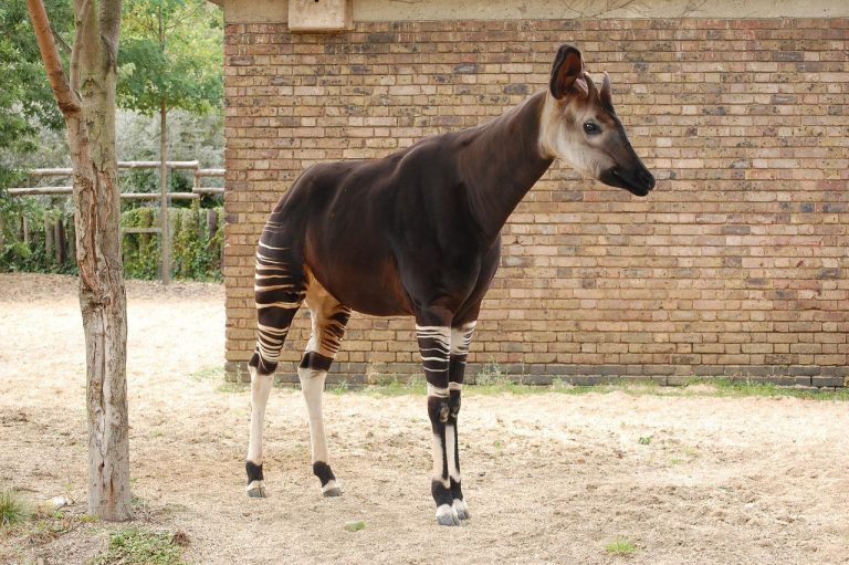 Okapis: Mix between a Deer and a Zebra