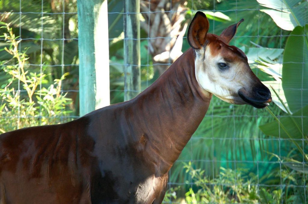 Okapis: Mix between a Deer and a Zebra