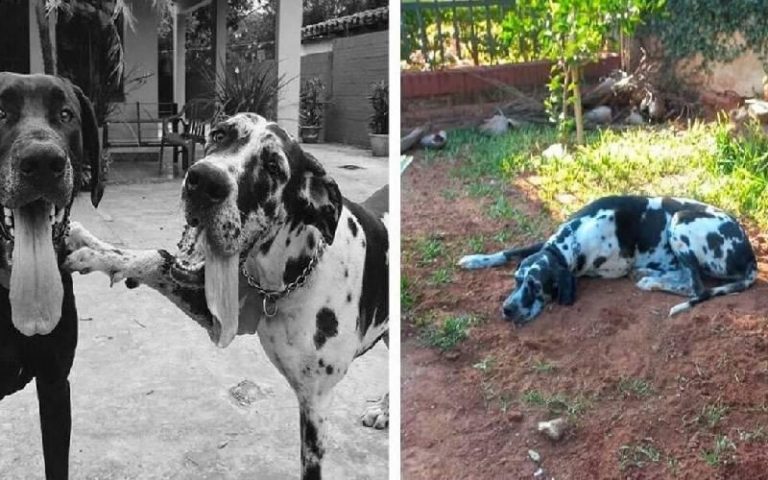 Dog spends hours lying on the grave of an old pal