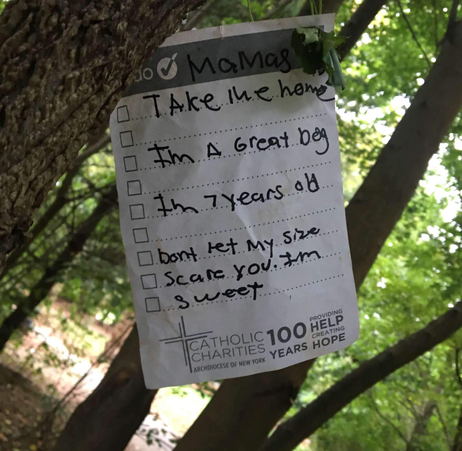 Sweet Pit bull tied to a tree in the park with a note