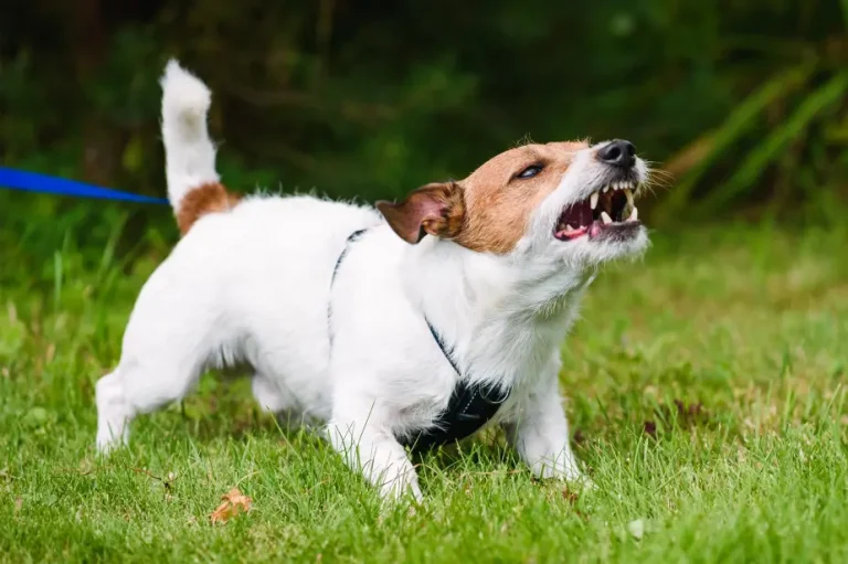 Thanks to “ninja moves,” a Jack Russell terrier saves his owner from a bear attack.