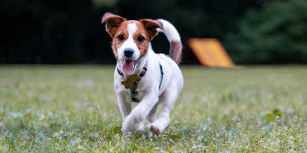Thanks to "ninja moves," a Jack Russell terrier saves his owner from a bear attack