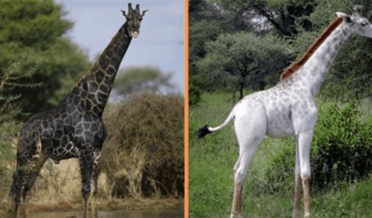 World's Rarest White And Black Giraffes