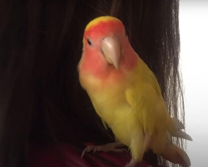 Cute Venezuelan Bird Blondie With PBF Disease but Still Having a Good Time in Life.