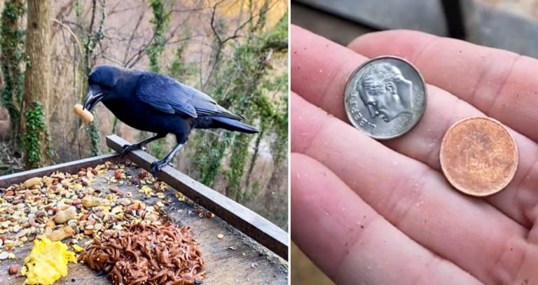 Crows leaving gifts for the woman who feeding them