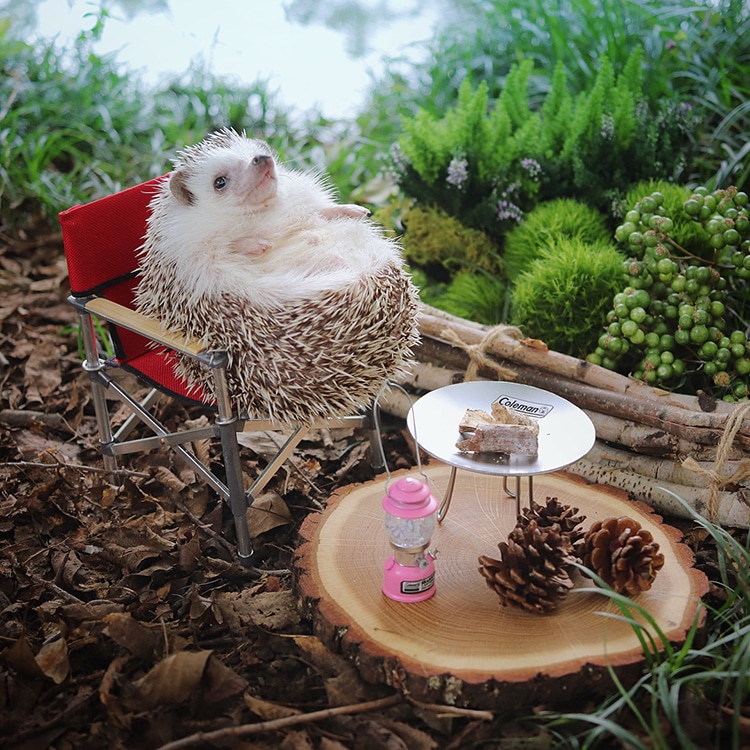 Pygmy Hedgehog Packs his Tiny Luggage for Camping