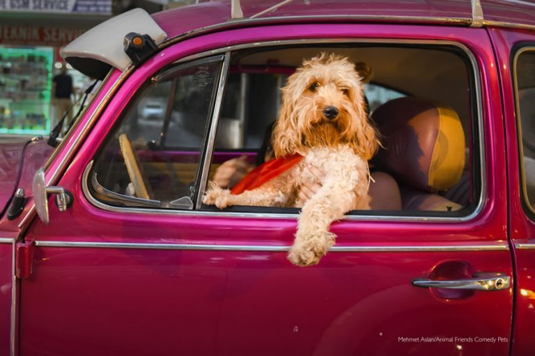 Comedy Pet Photo Awards 2022 : 10 Winning Photos