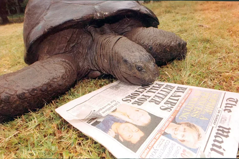 Jonathan, the Seychelles Tortoise, is 190 Years Old.