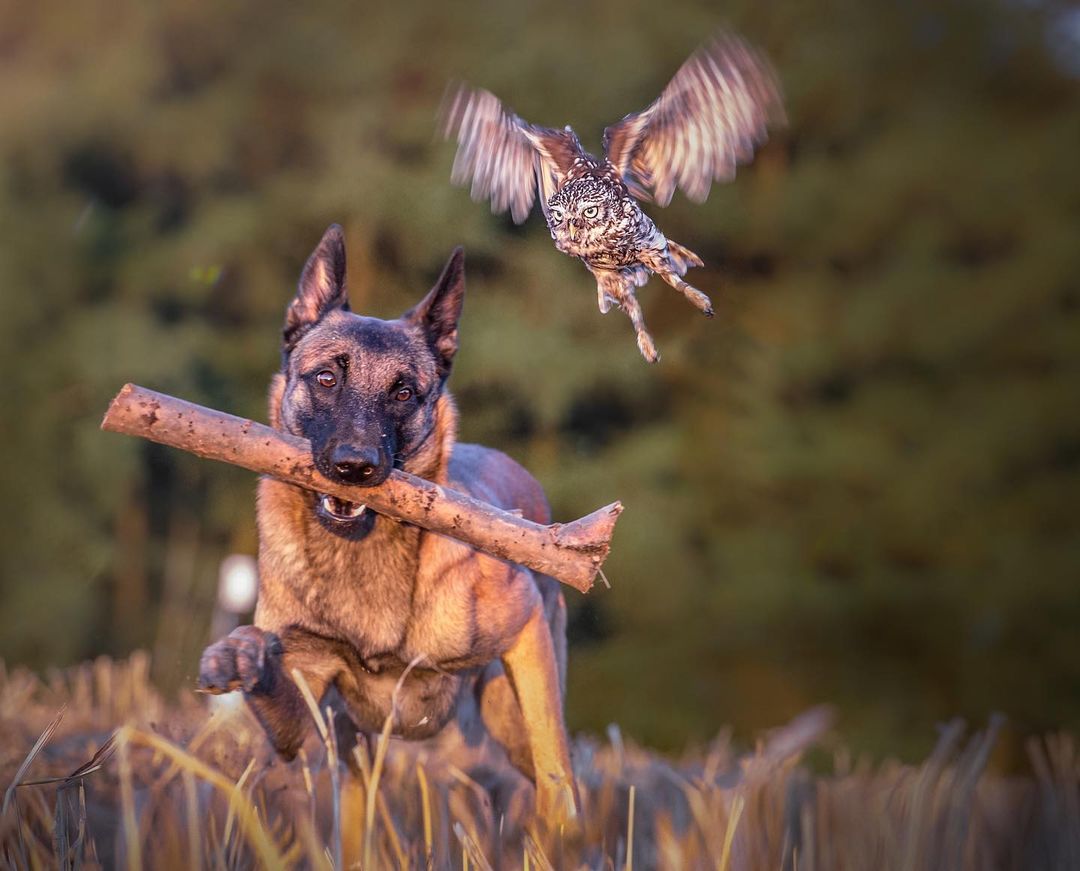 Dog with His Owl Pals