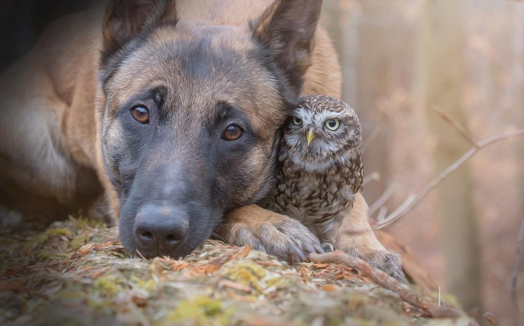 Dog with His Owl Pals
