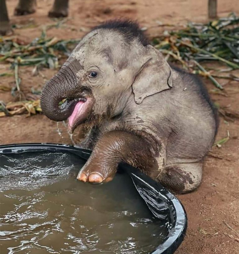 Elephant bathing