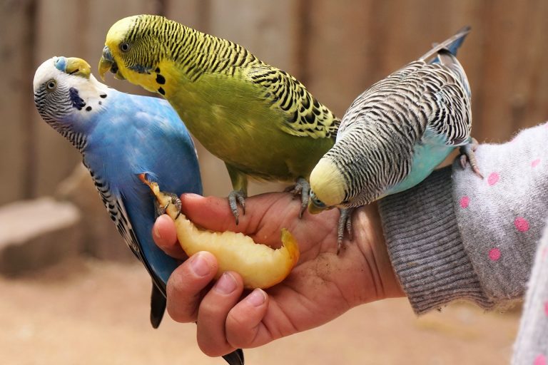 pet birds