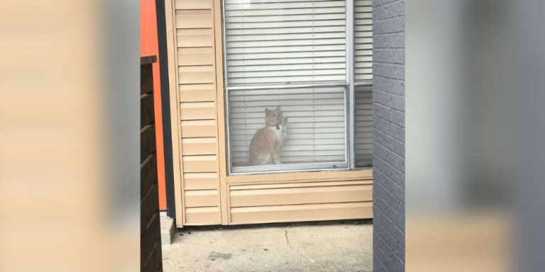 From the window of another apartment, a woman spots her cat.