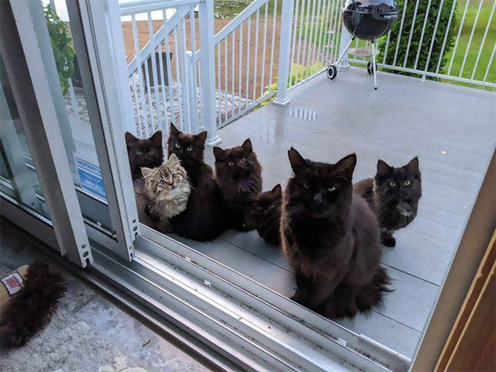 Stray Cat brings all her Babies to a Woman who cared for her! – Animalpond