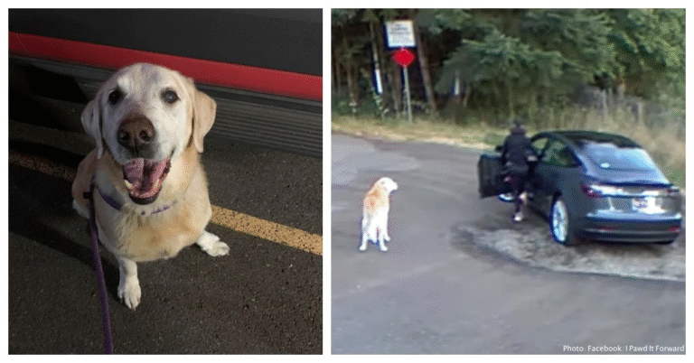 Woman Dumps Old Dog at Park, Drives Off in Tesla While Heartbroken Pup Waits for Her Return