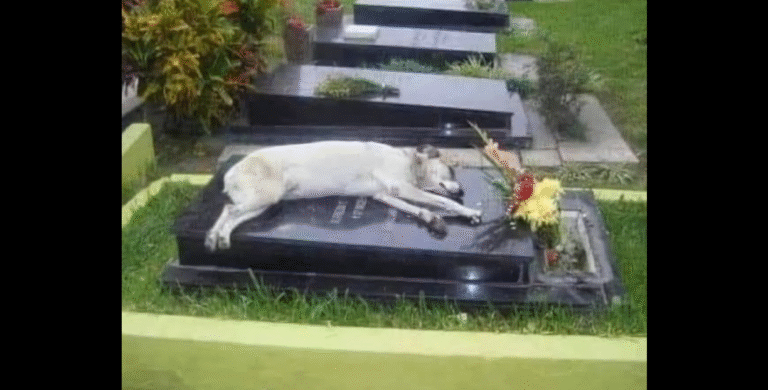 For six years, a Dog named Capitan 🐕 Slept at his Owner’s Gr.a.ve every night🌙 – Animalpond