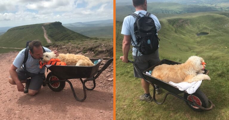 Man Wheelbarrows His D.y.ing Dog Up His Favorite Mountain One Last Time! – Animalpond