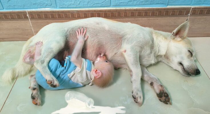 Mother Dog help feed a Po.or, Hungry, Orphaned baby Monkey! – Animalpond
